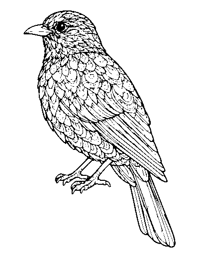 Ornate Feathers Bird