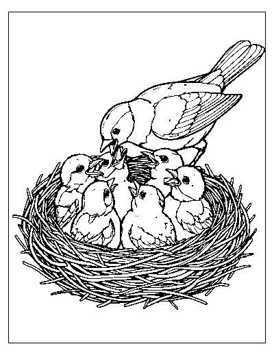 Hungry Chicks Bird