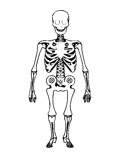 Patterned Skeletal System
