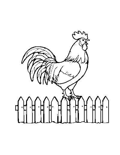 Sunrise Rooster Farm Animals