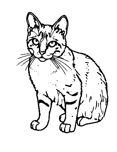 Abyssinian Cat