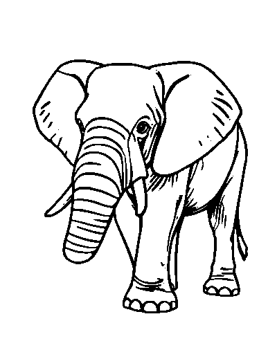 African Elephant