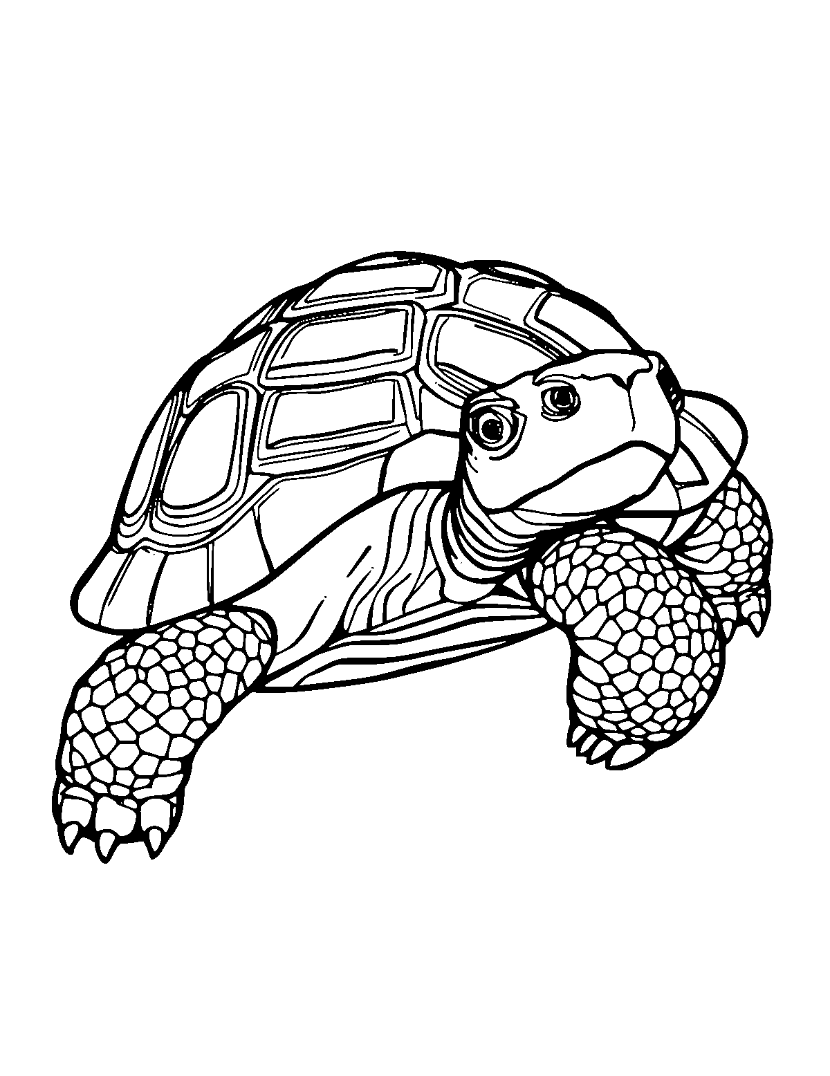 Line-art coloring page of African Trickster Tortoise, medium outlines, centered
