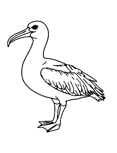 Albatross