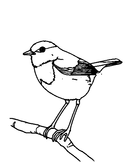 American Robin