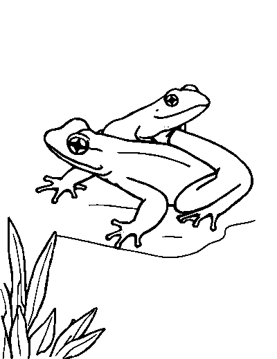 Amphibians