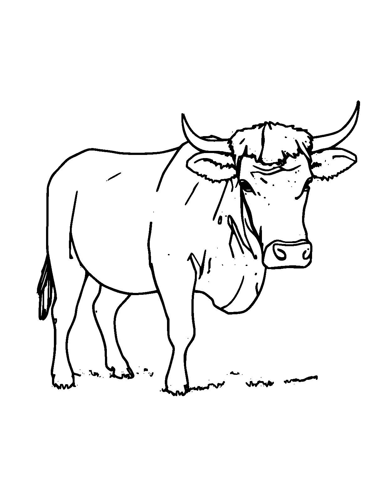 Line-art coloring page of Angus Cattle, medium outlines, centered