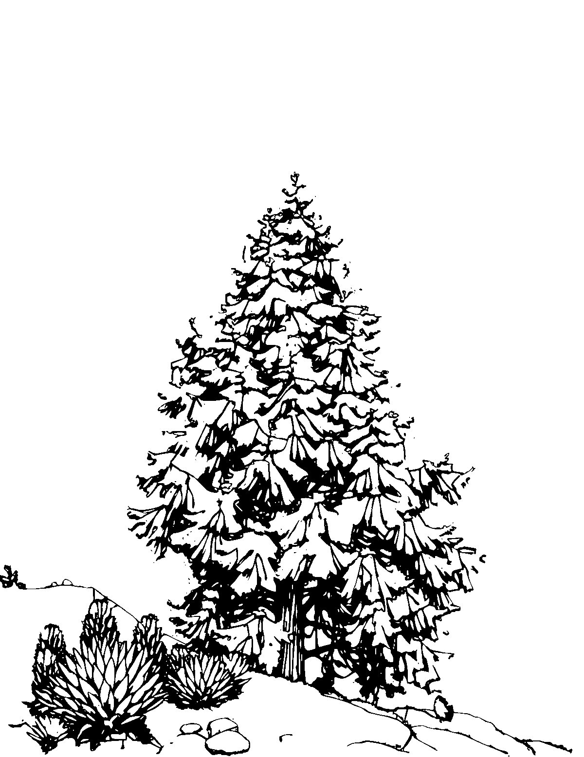 Line-art coloring page of Ansel Adams, medium outlines, centered