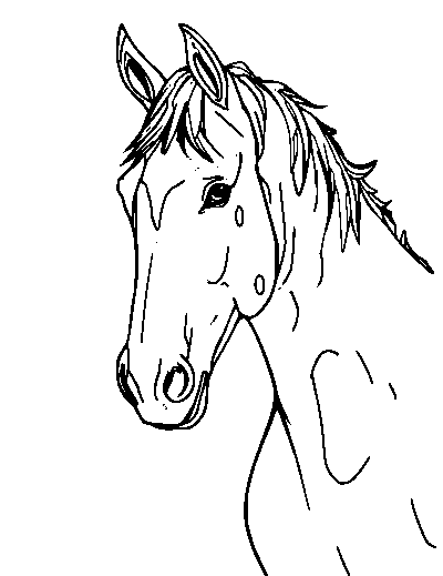 Appaloosa Horse