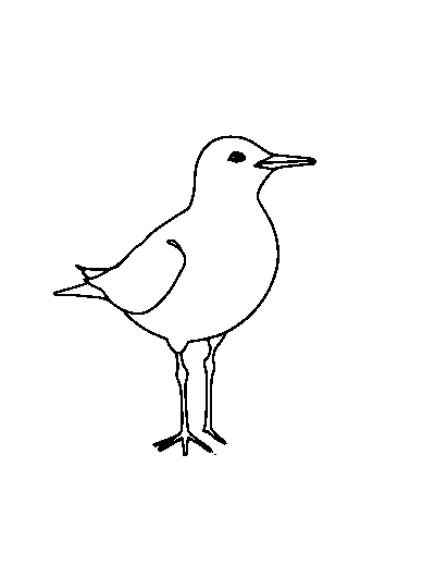 Arctic Tern