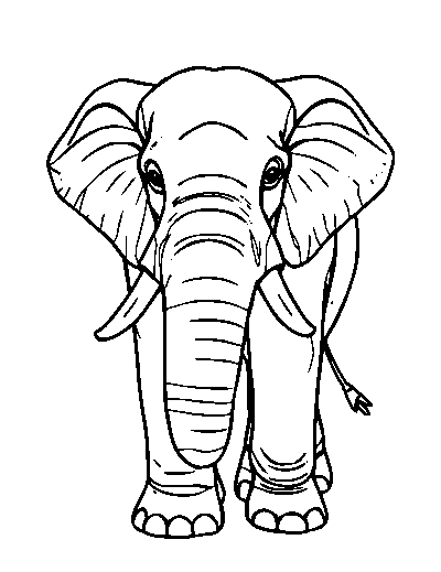Asian Elephant