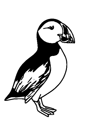 Atlantic Puffin