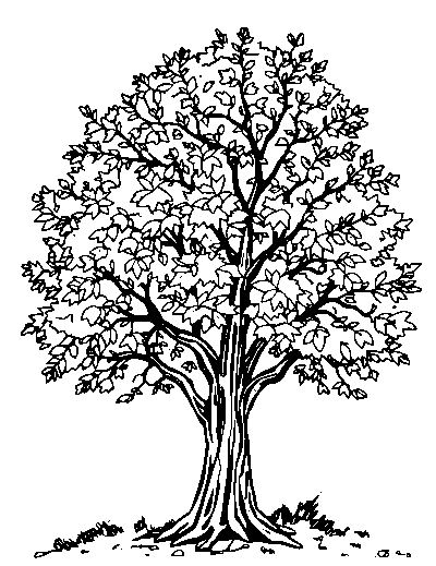 Autumn Tree