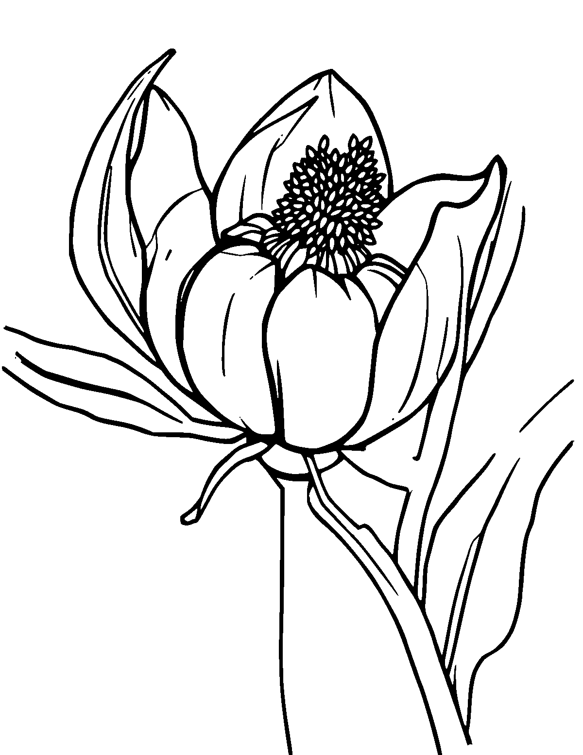 Line-art coloring page of Avicenna, medium outlines, centered