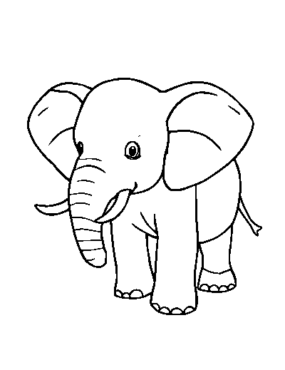 Baby Elephant