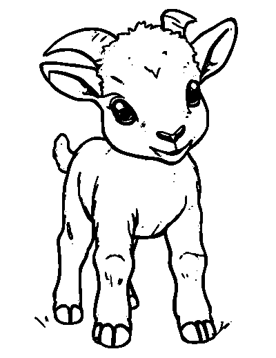 Baby Goat