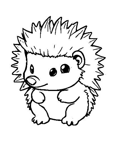 Baby Hedgehog