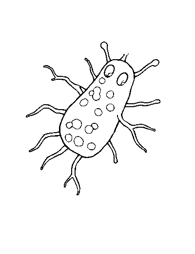 Bacteria