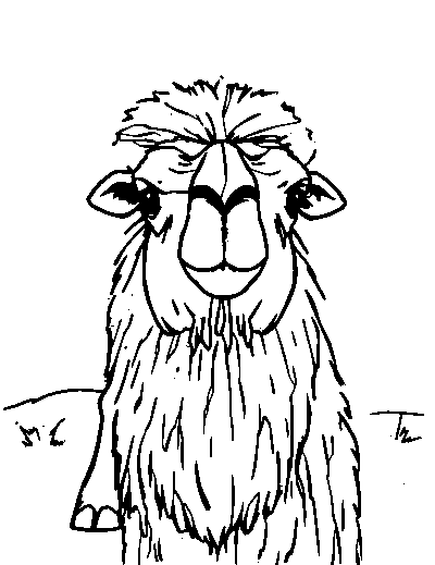 Bactrian Camel