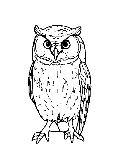 Barn Owl