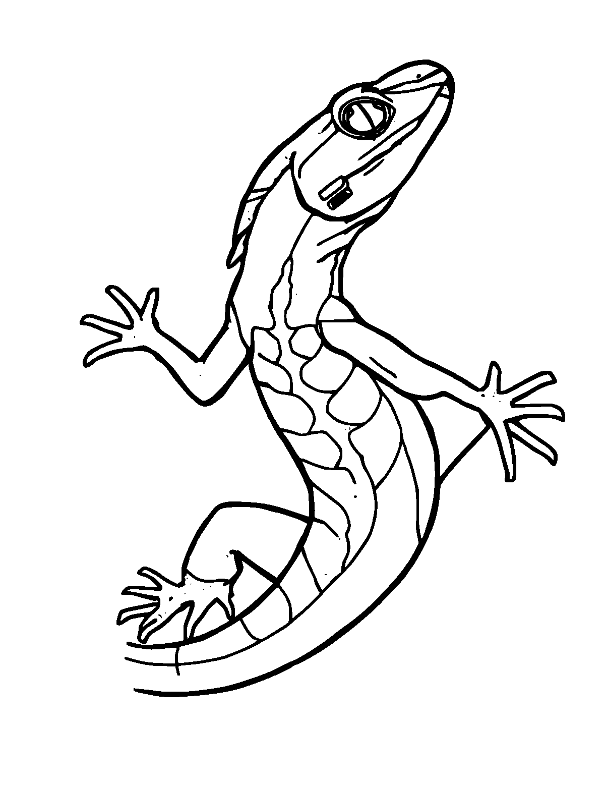 Line-art coloring page of Basilisk Lizard, medium outlines, centered