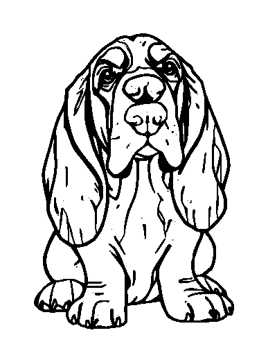 Basset Hound