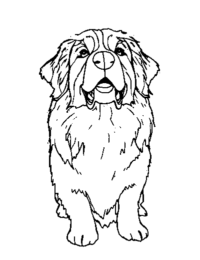 Bernese Mountain Dog