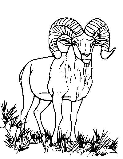 Bighorn Sheep