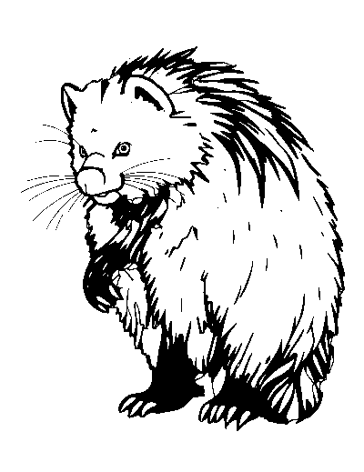 Binturong