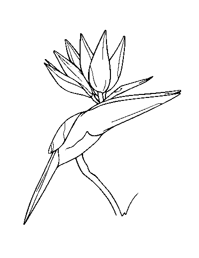 Bird of Paradise