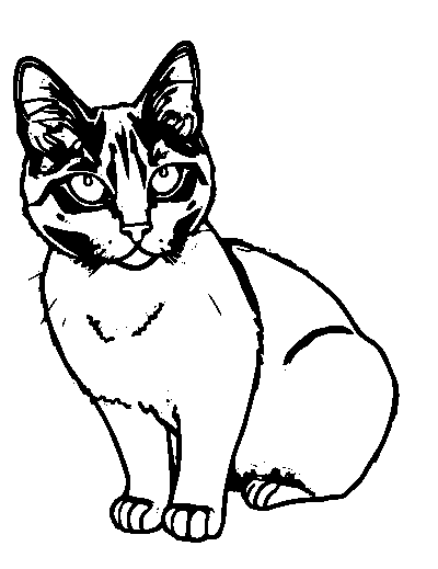 Black Cat