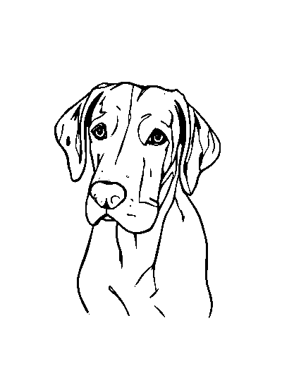 Bloodhound