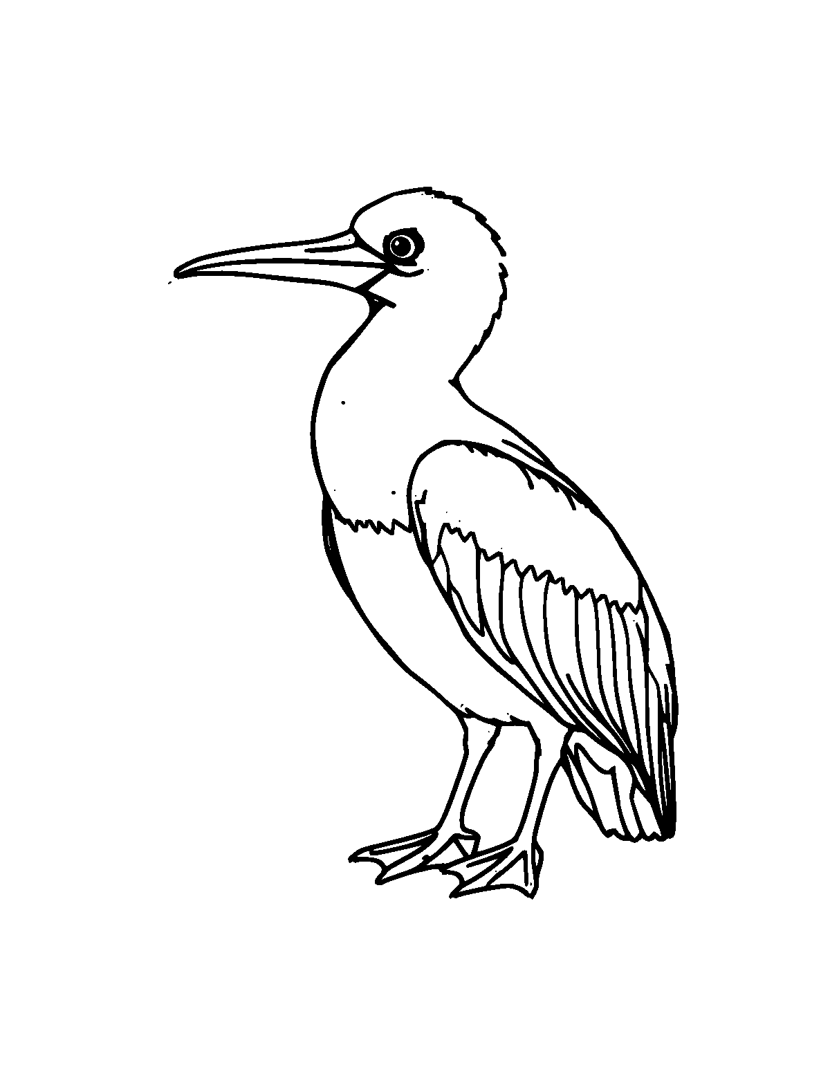 Line-art coloring page of Blue-Footed Booby, medium outlines, centered