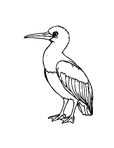 Blue-Footed Booby