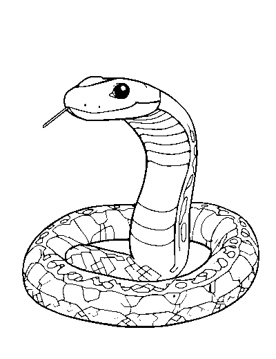 Boa Constrictor