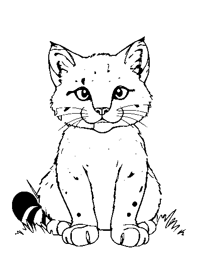 Bobcat