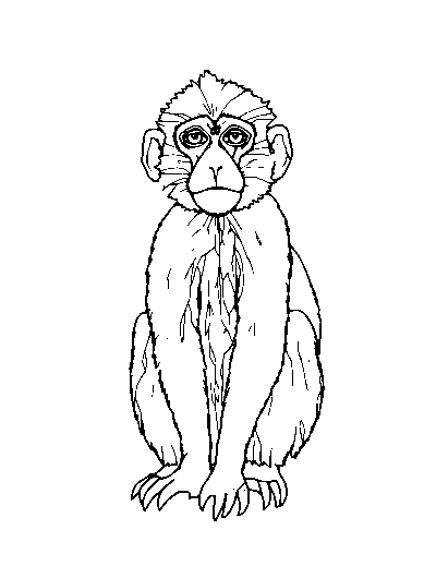 Bonobo