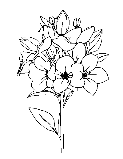 Bouquet