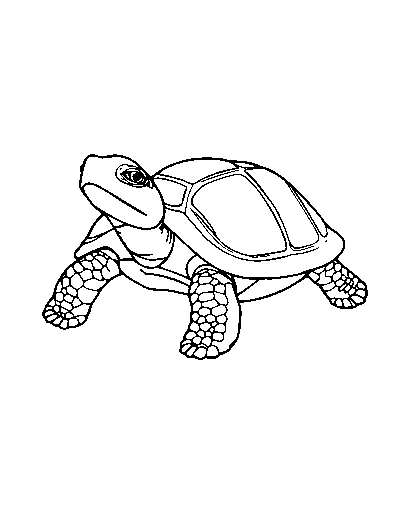 Box Turtle