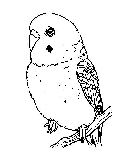Budgerigar