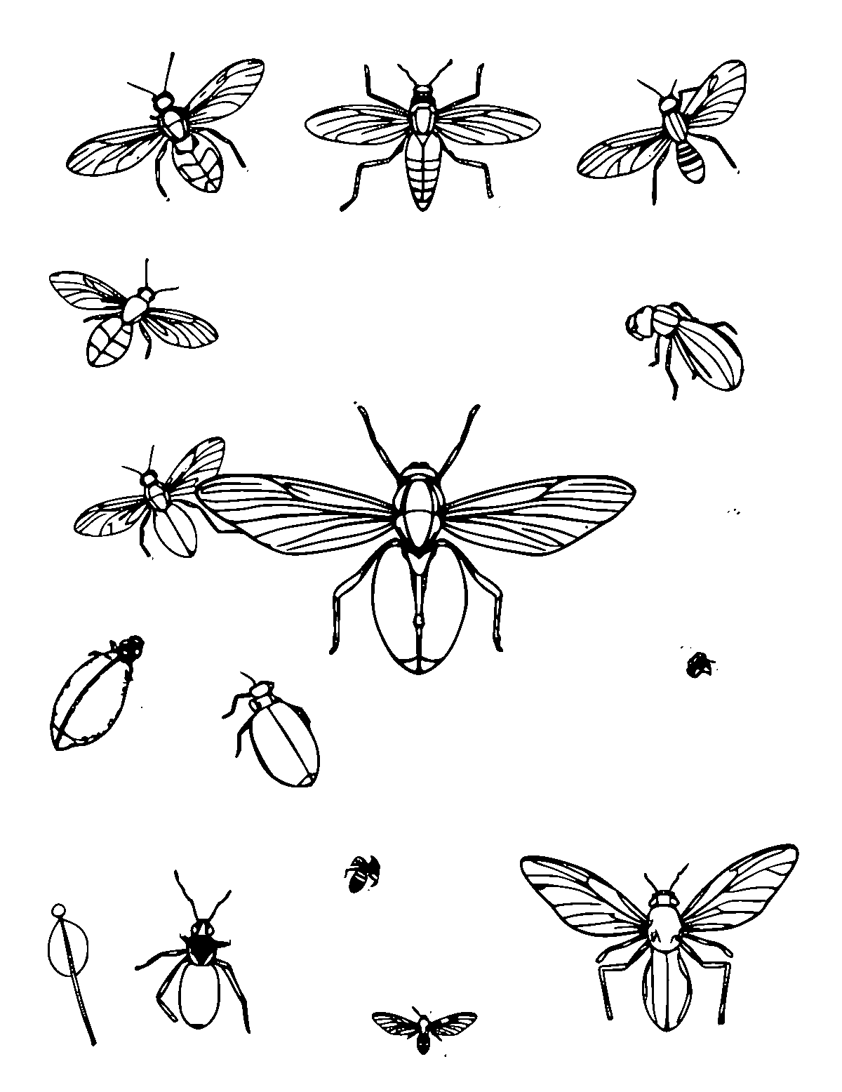 Line-art coloring page of Bugs and Insects, medium outlines, centered