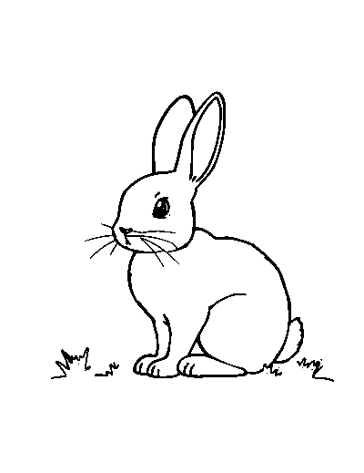 Bunny