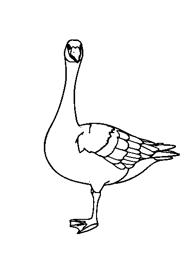 Canada Goose