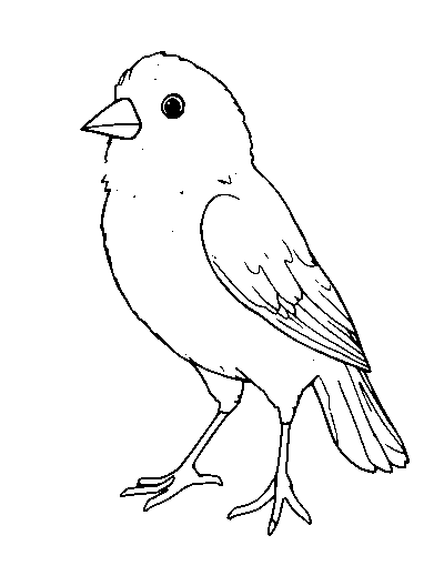 Canary