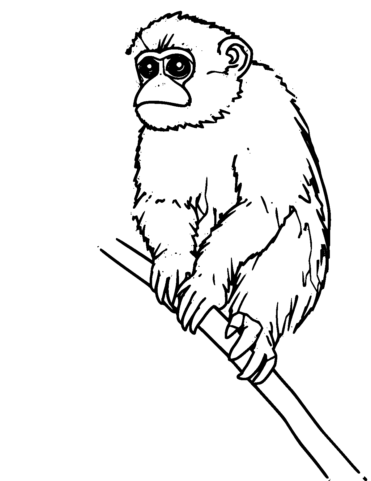 Line-art coloring page of Capuchin Monkey, medium outlines, centered