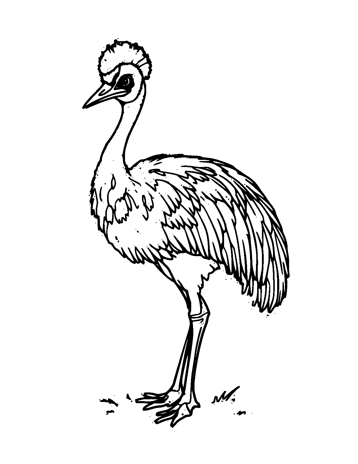 Line-art coloring page of Cassowary, medium outlines, centered