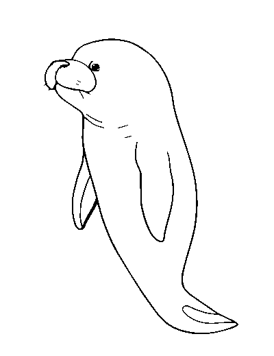 Celtic Selkie