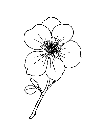 Cherry Blossom
