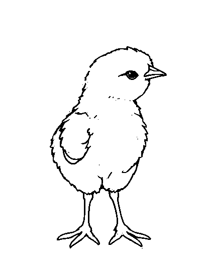 Chick
