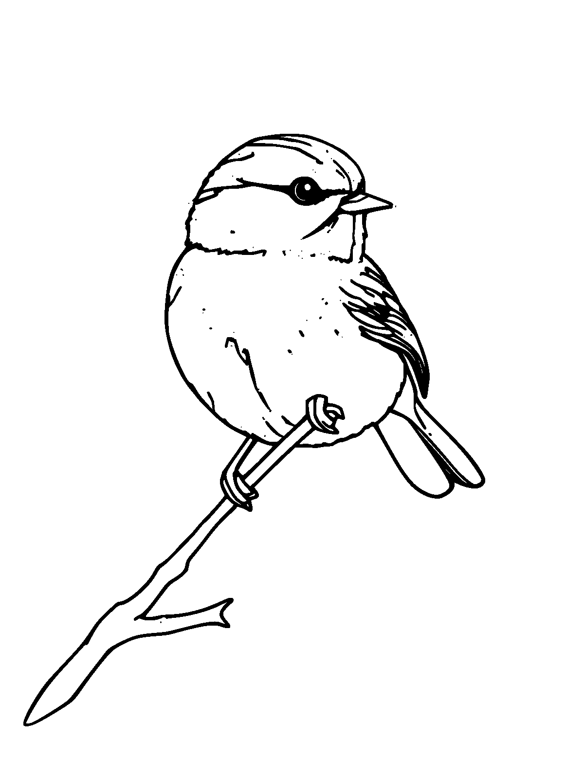 Line-art coloring page of Chickadee, medium outlines, centered